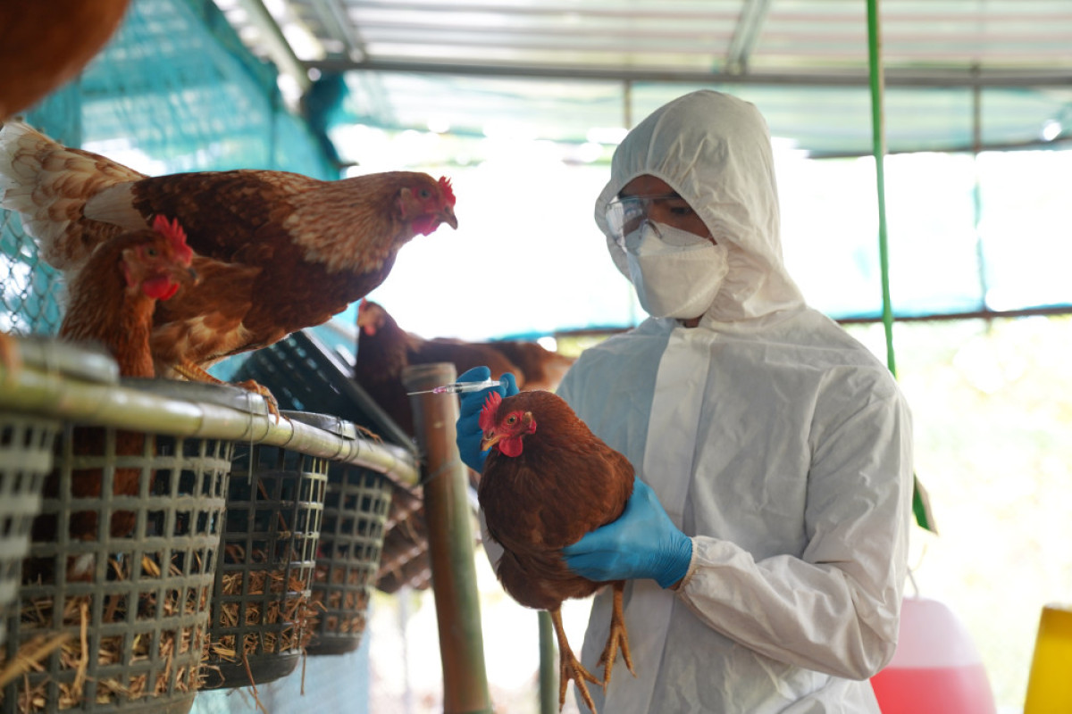 Influenza Aviaire Doses De Vaccin Inject Es En Meuse Les Tablettes Lorraines