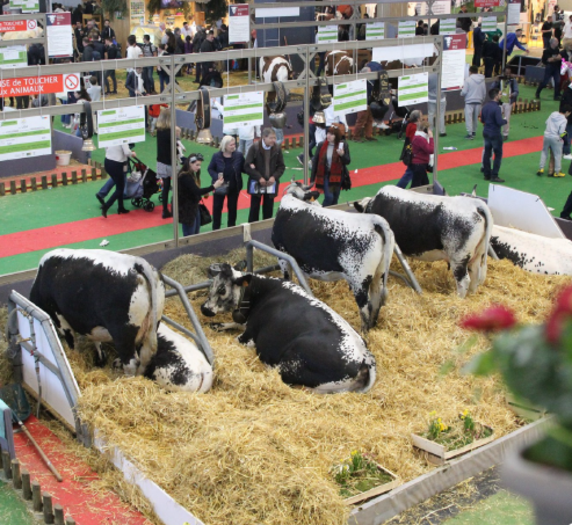 © Organisme de Sélection de la race bovine vosgienne.