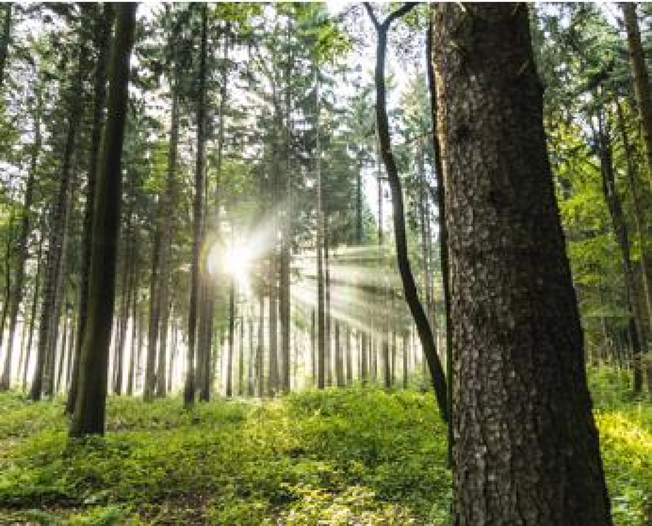 Avec le projet «Les Hommes et les Arbres», le
consortium mené par la Métropole du Grand
Nancy entend faire de la filière bois, au sens large,
un axe fort de développement économique et
social.