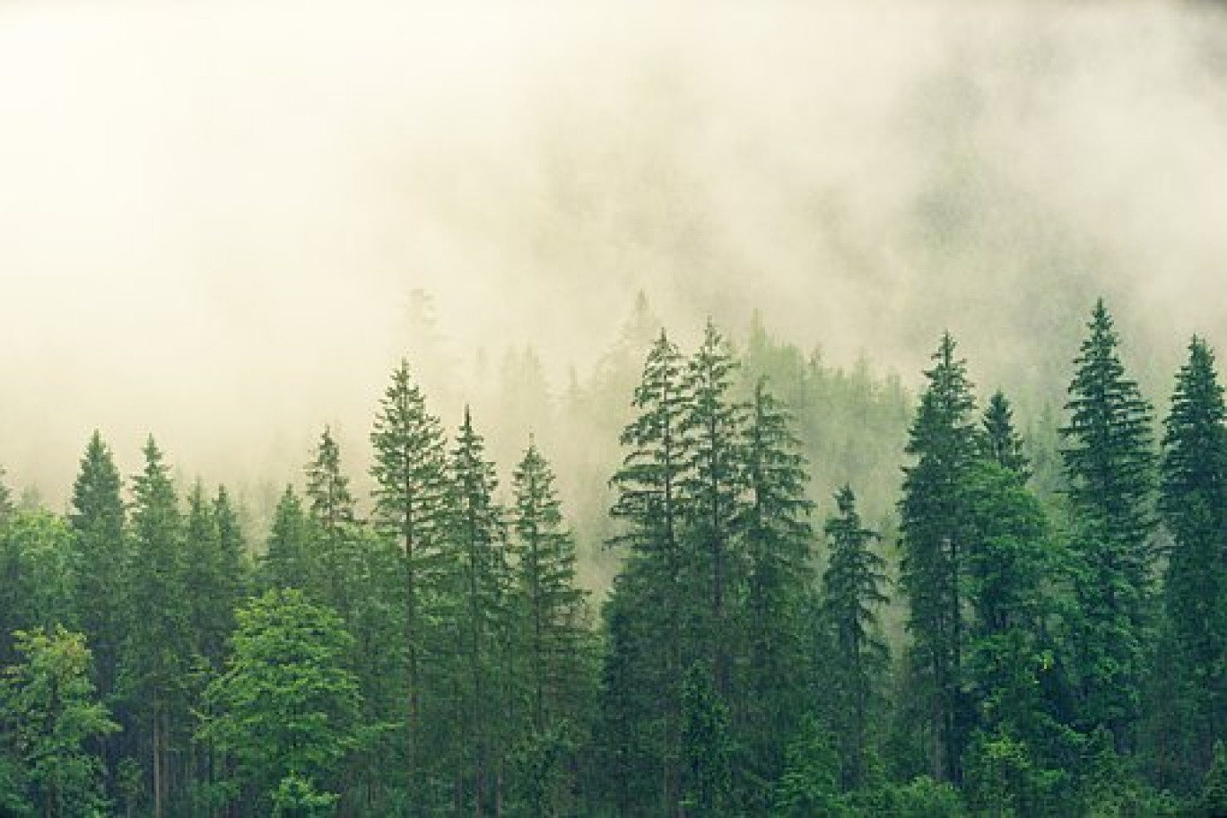 «Des hommes & des arbres» en mode TIGA