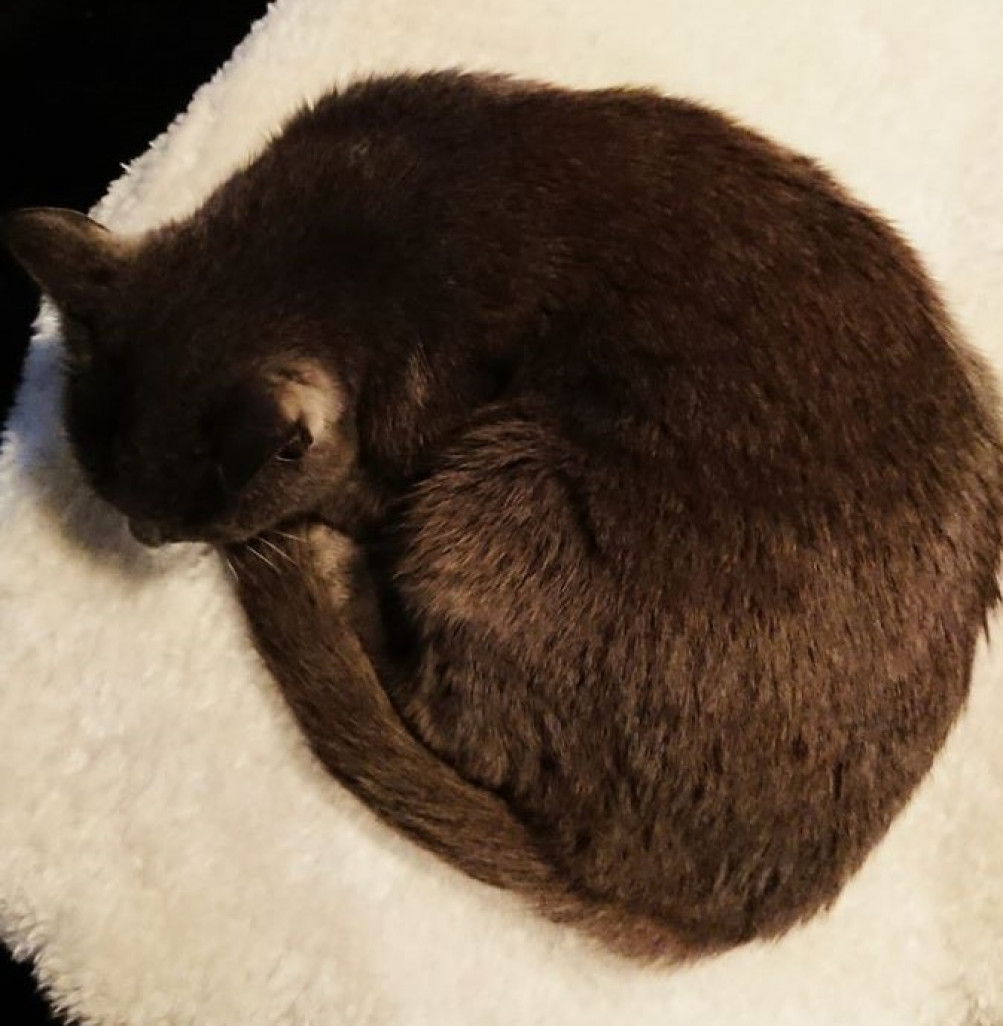 Emmanuelle et Victor viennent d’implanter à Pulnoy dans la zone de la Porte Verte le premier bar à chats de Meurthe-et-Moselle.