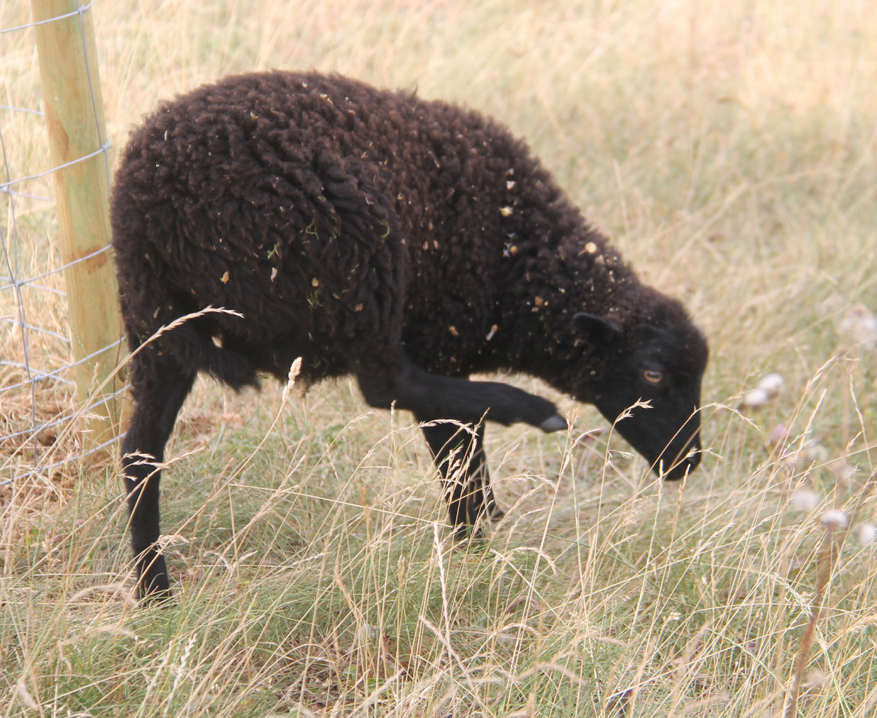 Loué à l’association Les éco-pattes, le mouton d’Ouessant s’affiche comme une tondeuse écologique idéale pour l’éco-pâturage. 