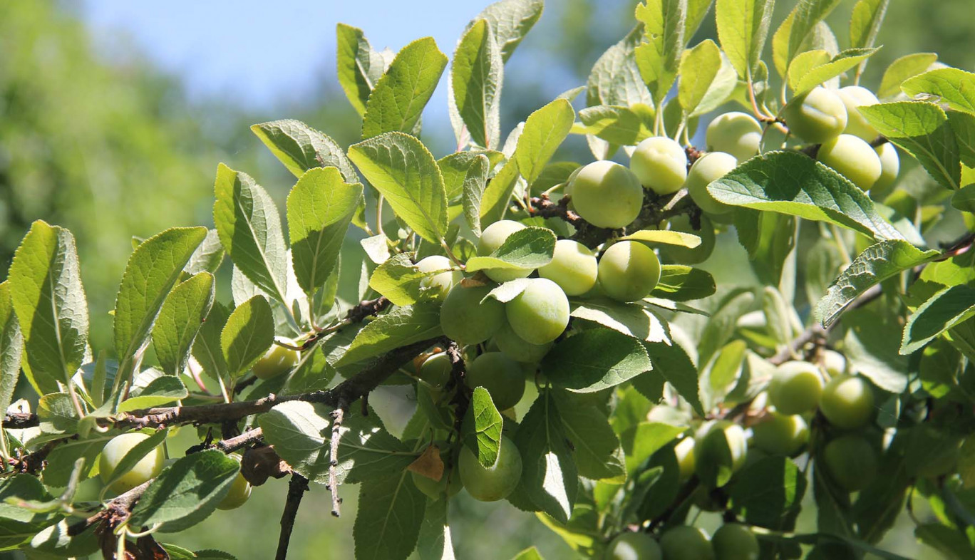 Si les fruits sont encore verts, la récolte des mirabelles pourrait démarrer dès la fin du mois mais plus probablement début août avec une bonne quinzaine de jours d’avance. 